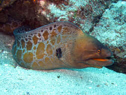 Image of Stout moray