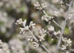 Image of Texas shrub