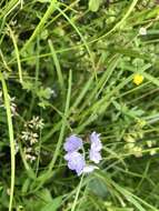 Sivun Phacelia hirsuta Nutt. kuva