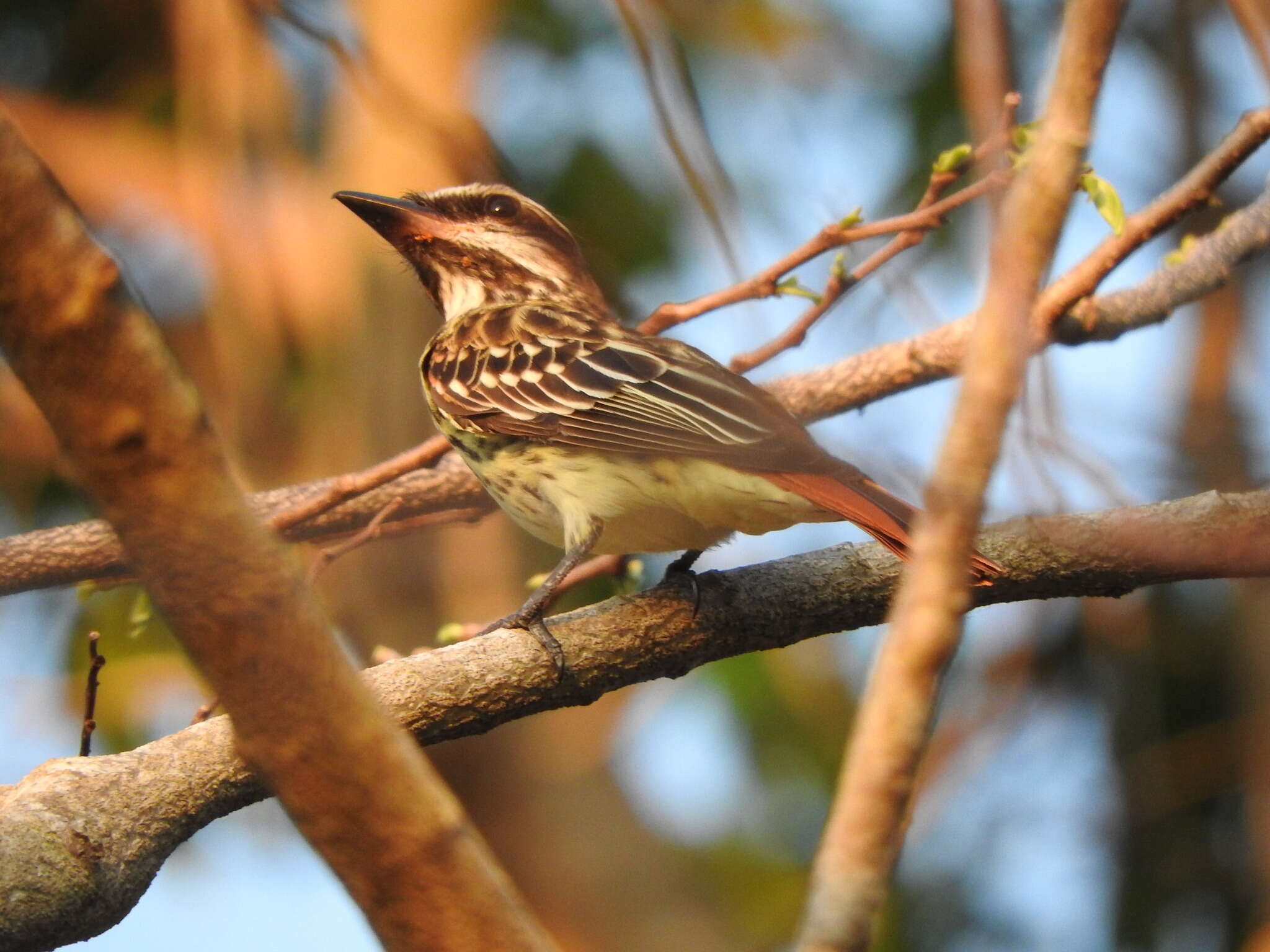 Image of Sulphur-bellied Flycatcher