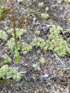 Image of Chorizanthe minutiflora R. Morgan, Styer & Reveal