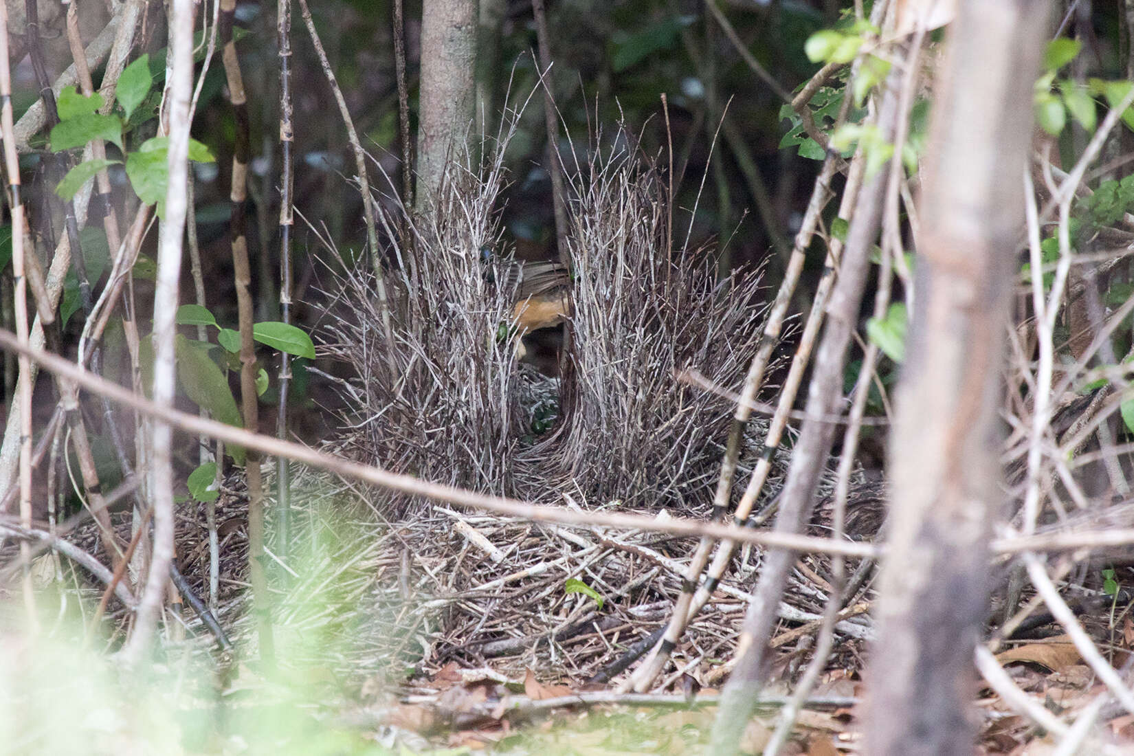 Image of Fawn-breasted Bowerbird