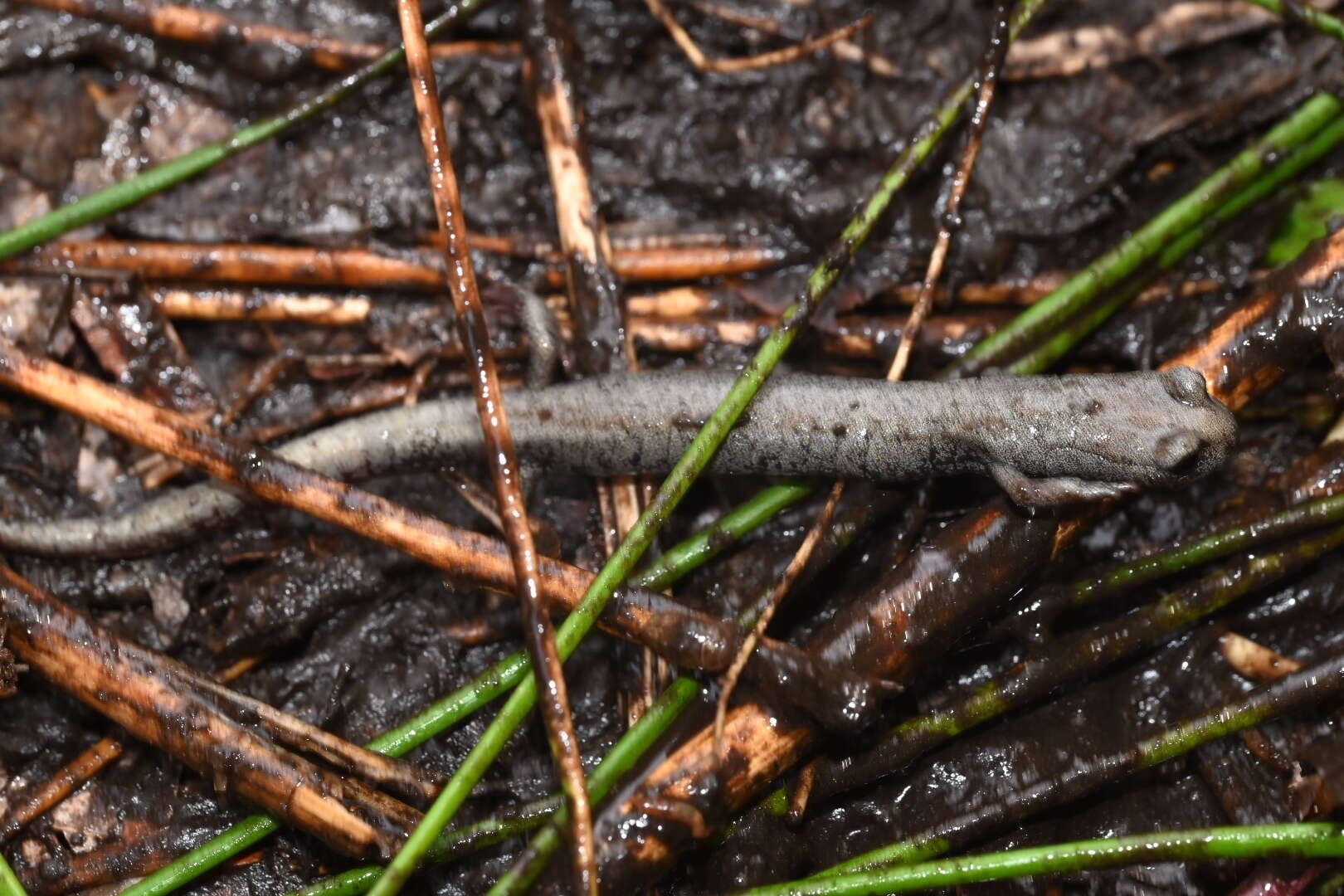 Image of Inyo Mountains Salamander