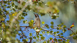 Imagem de Conopophila rufogularis (Gould 1843)