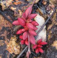 Image of <i>Crassula <i>atropurpurea</i></i> var. atropurpurea