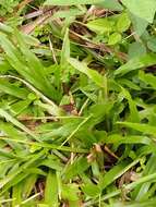 Image of Tamil grass dart