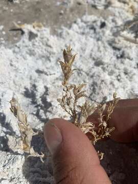 Image of Tecopa Salt-Bird's-Beak