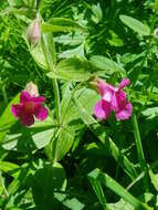 Image of Great Purple Monkey-Flower