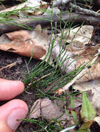 Image of Delicate Horsetail
