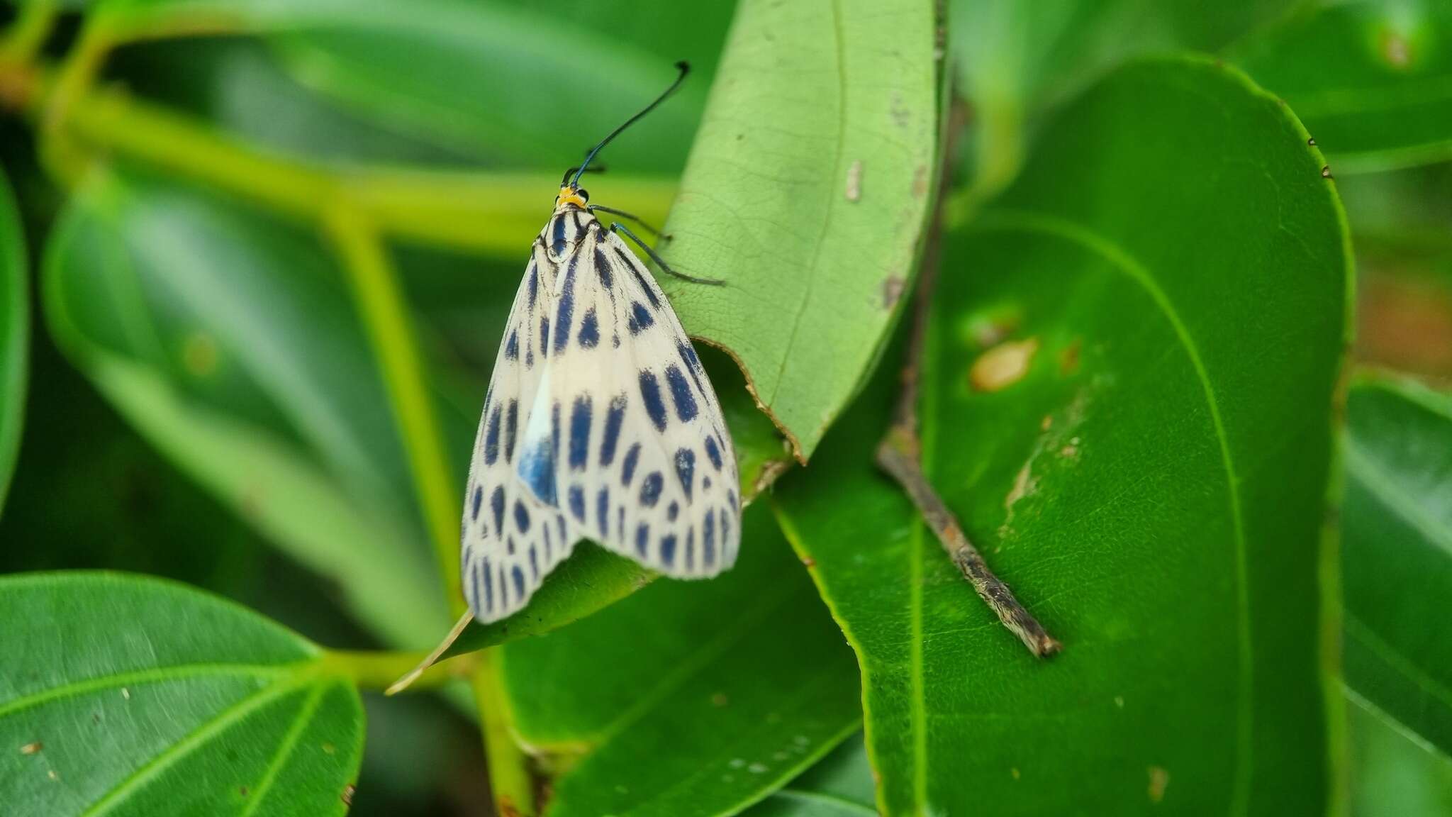 Image of Prosopandrophila distincta Guérin-Meneville 1843