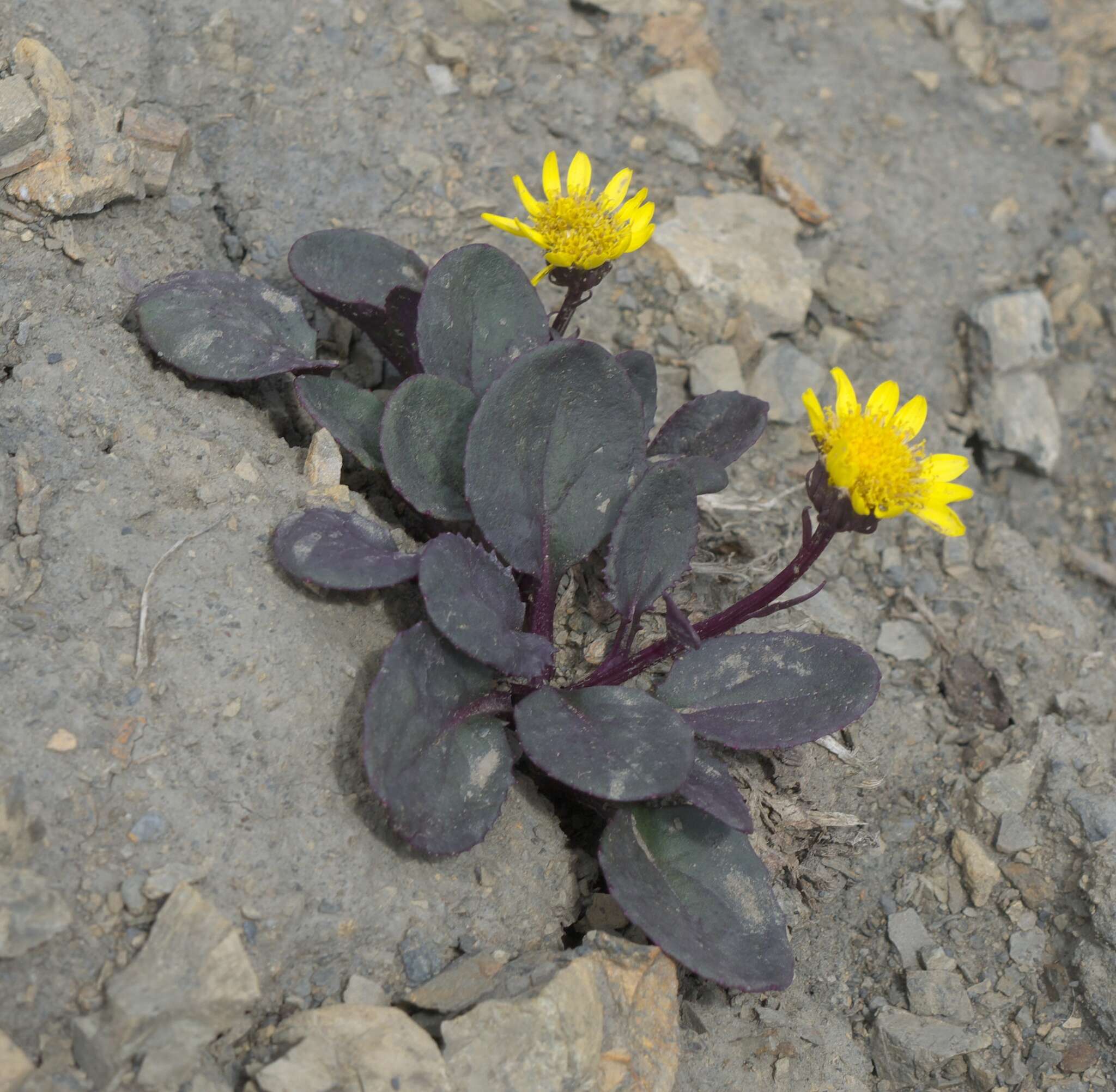 Image of Colorado ragwort