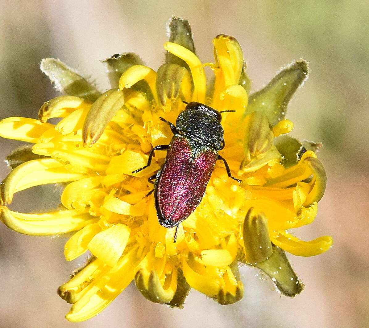 Image of Anthaxia praeclara Mannerheim 1837