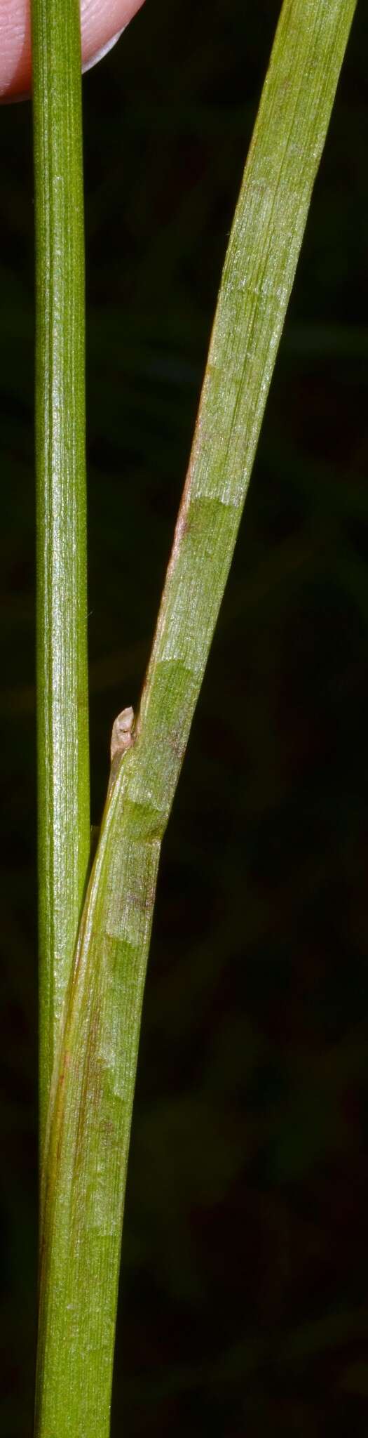 Plancia ëd Juncus acuminatus Michx.