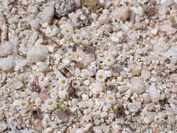 Image of San Bernardino Mountain gilia