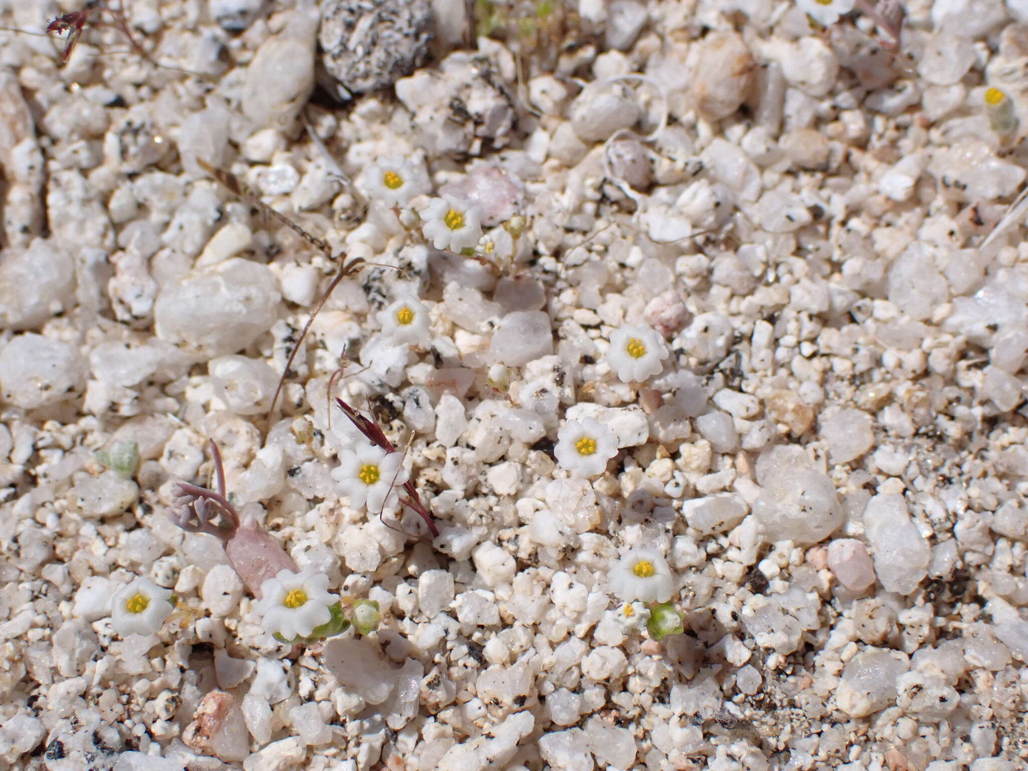 Image of San Bernardino Mountain gilia