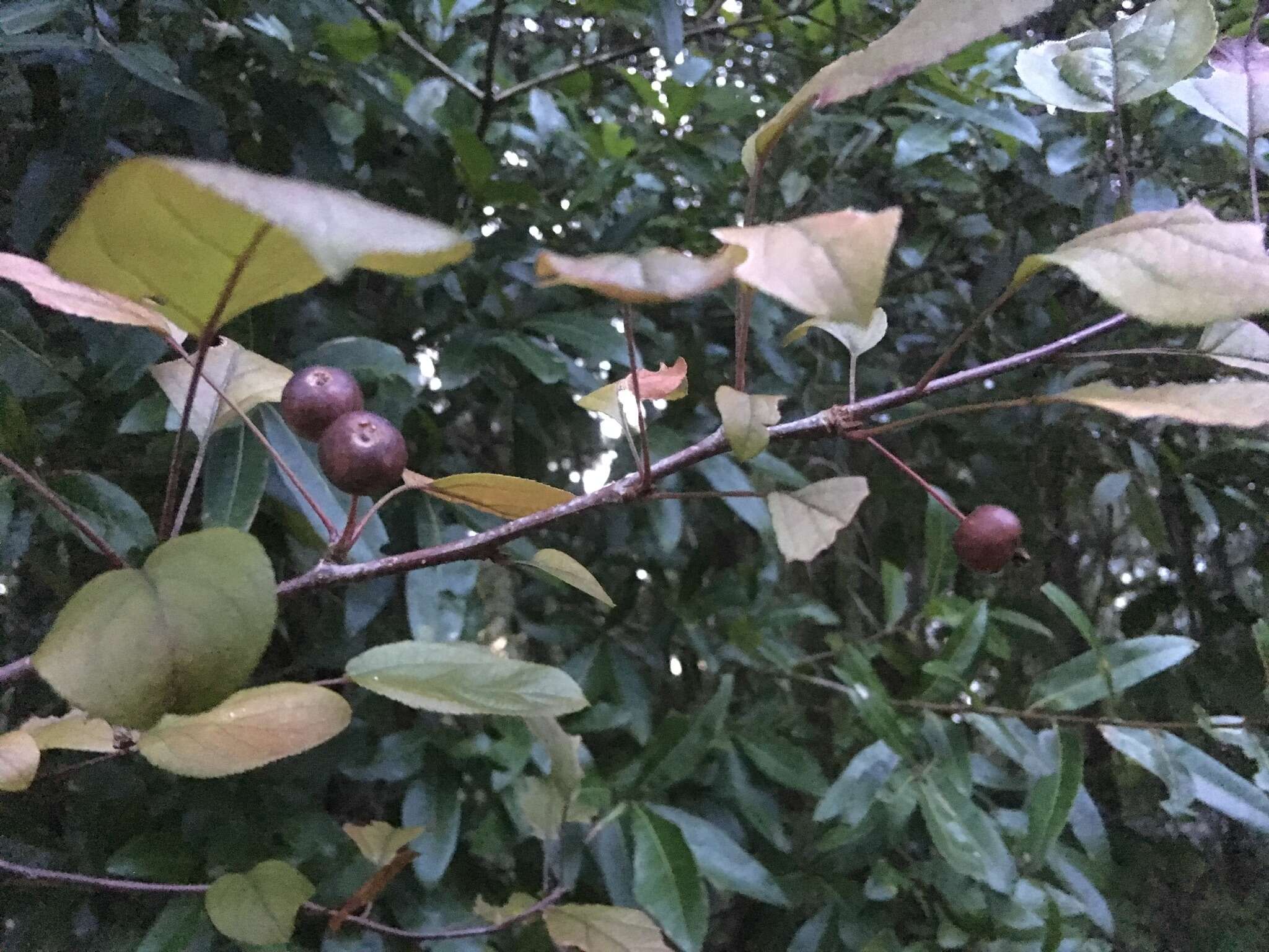 Image of southern crab apple