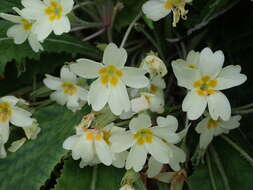 Image of <i>Primula <i>vulgaris</i></i> subsp. vulgaris