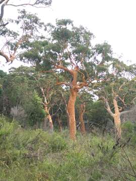 Image of Brittle Gum