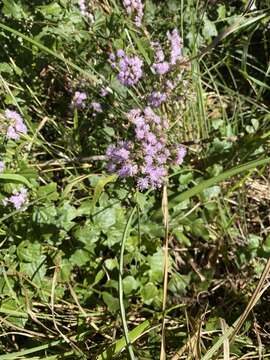 Image of Golden vernonia