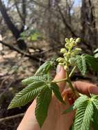 Imagem de Aesculus pavia var. flavescens (Sarg.) Correll