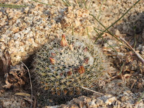 Image of Mammillaria petrophila subsp. baxteriana (H. E. Gates) D. R. Hunt