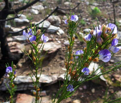 Image of <i>Psoralea diturnerae</i>