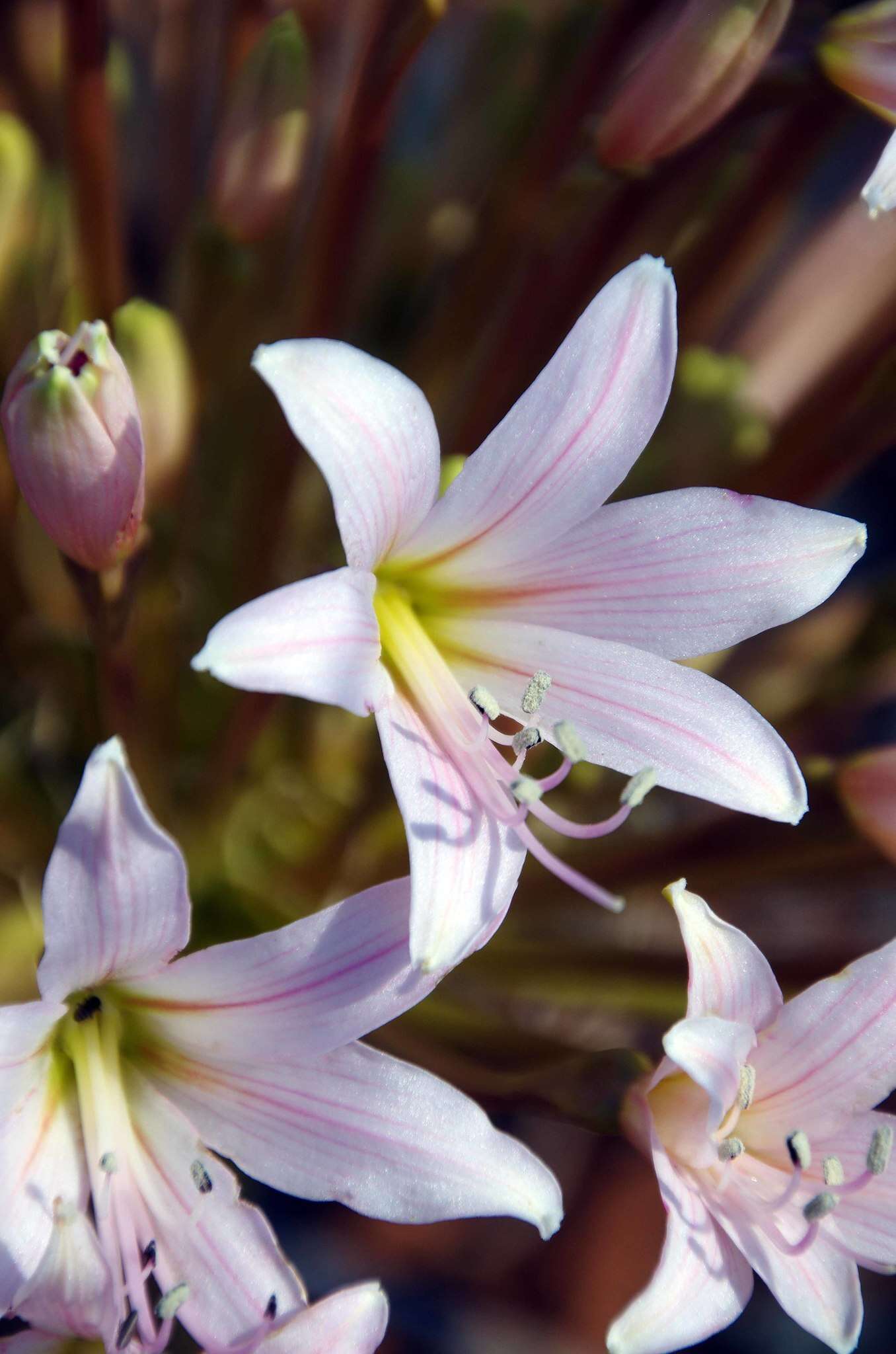 Image of candelabra lily