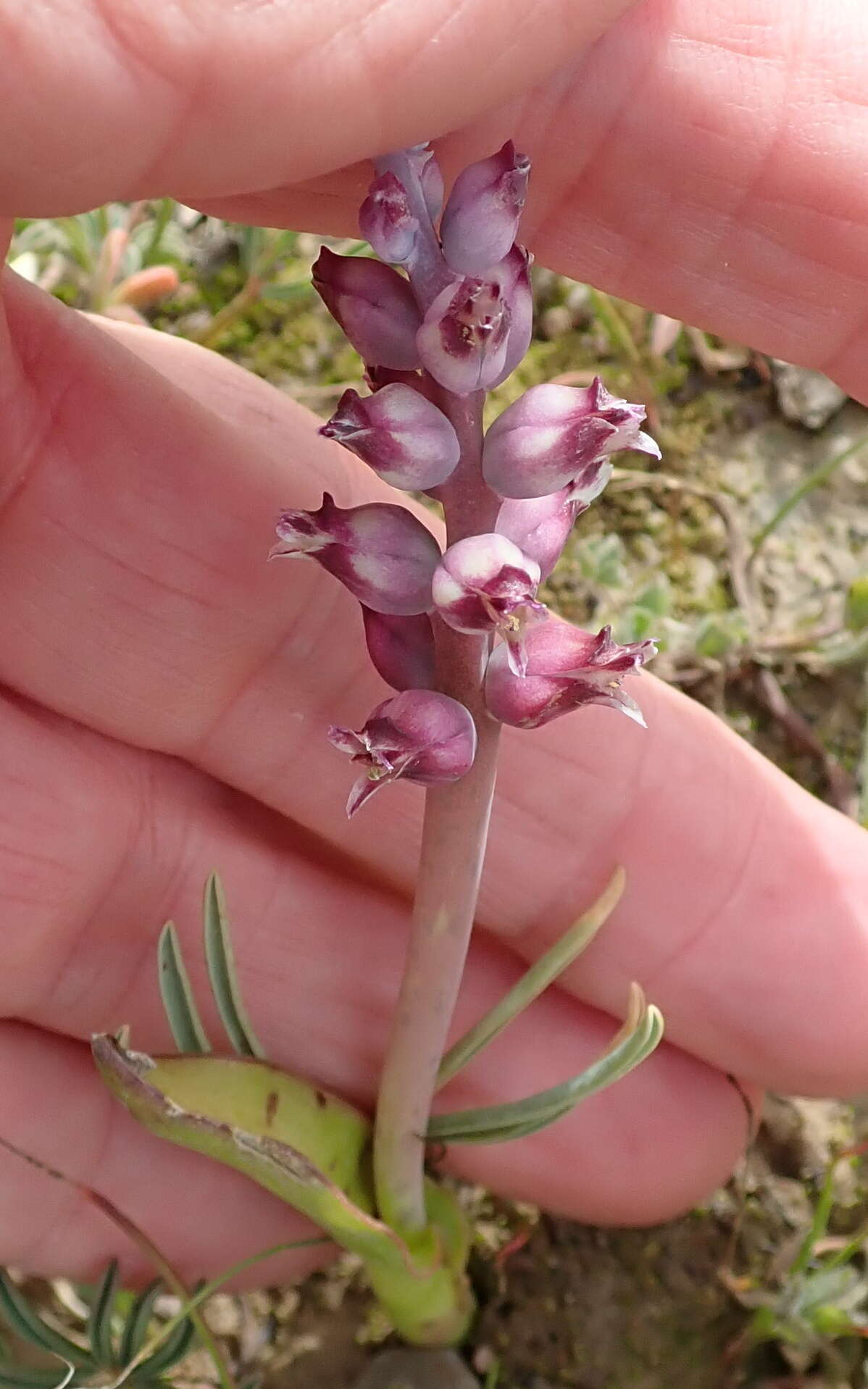 Image of Lachenalia elegans W. F. Barker