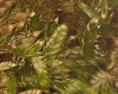 Image of recurved brotherella moss