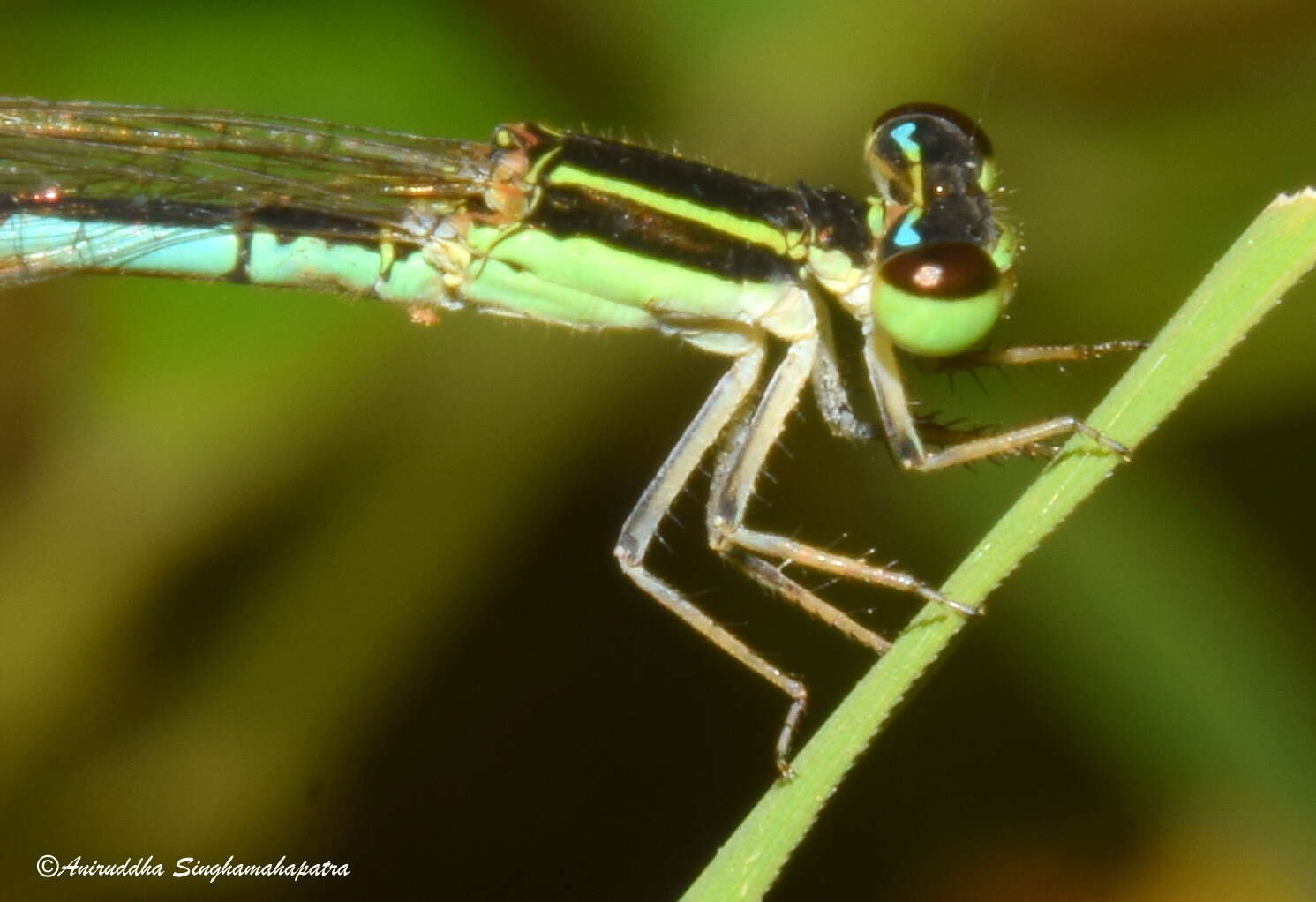 Imagem de Agriocnemis lacteola Selys 1877