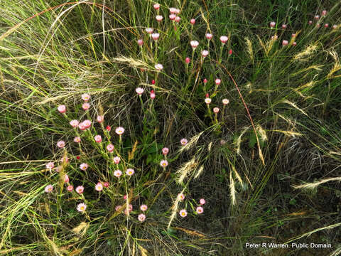 Image of Pink everlasting