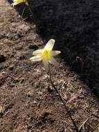 Imagem de Zephyranthes maculata