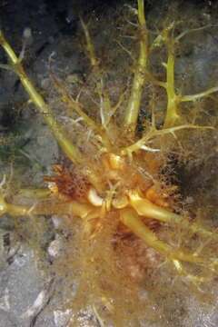 Image of Large Burrowing Sea Cucumber