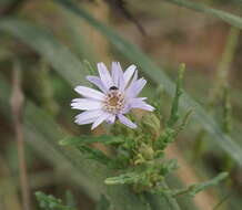 Olearia asterotricha F. Müll. resmi