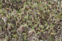 Image of Shore Grass