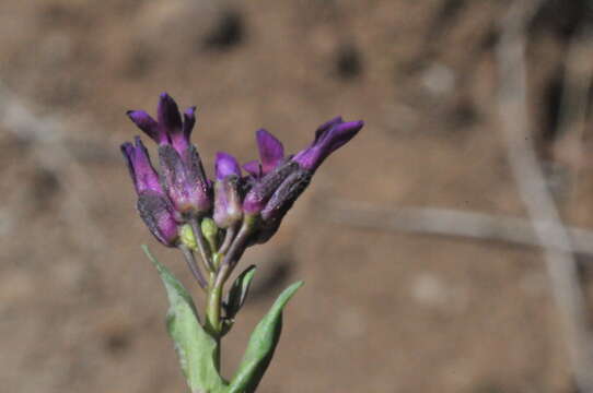 Image of elegant rockcress