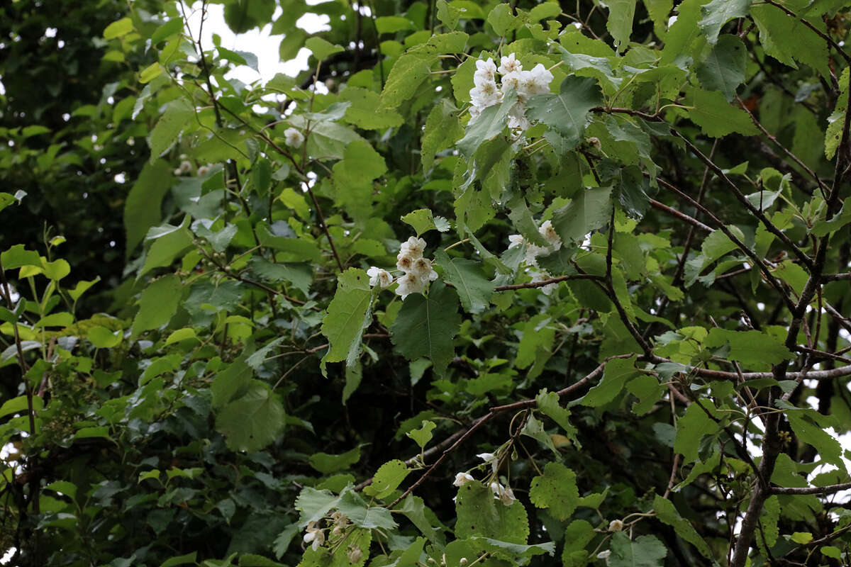 Image of Mountain Ribbon Wood