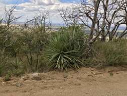 Image of Schott's yucca