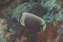 Image of Black Butterflyfish