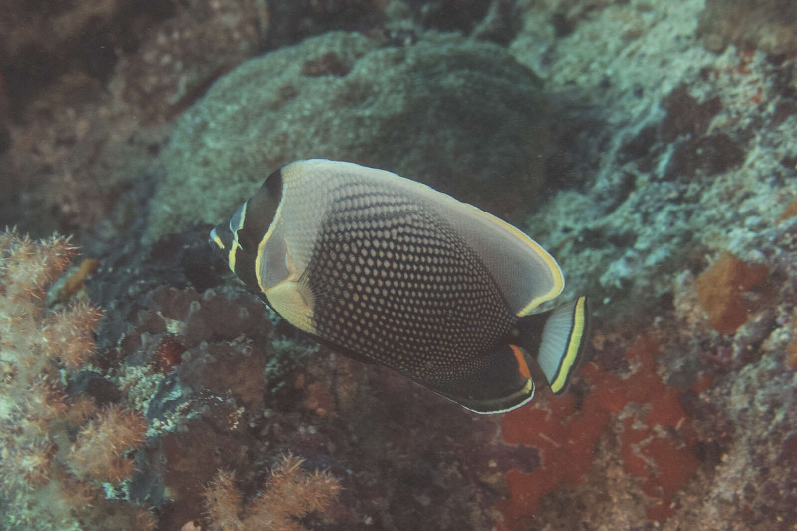 Image of Black Butterflyfish