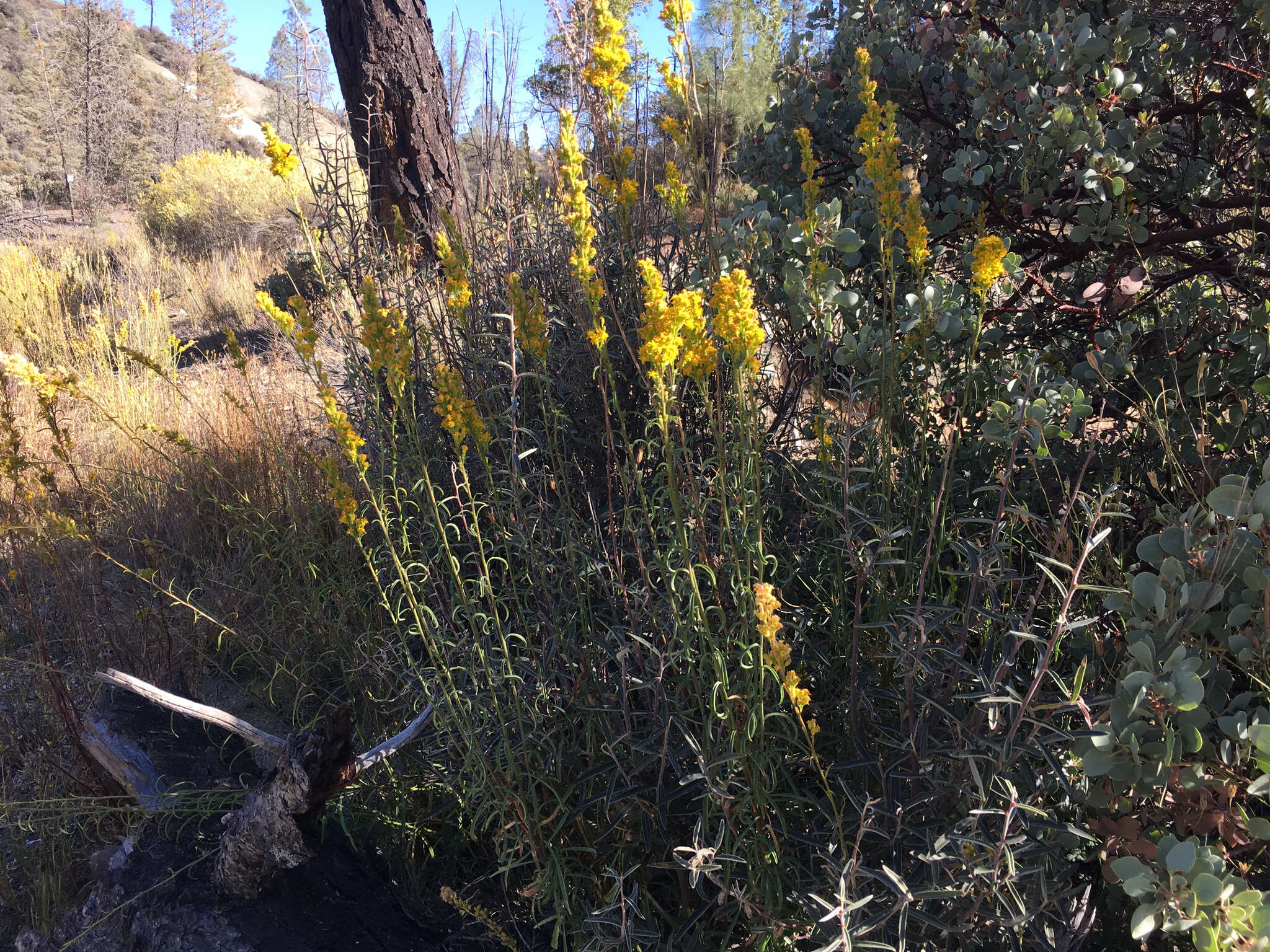 Image de Solidago guiradonis A. Gray