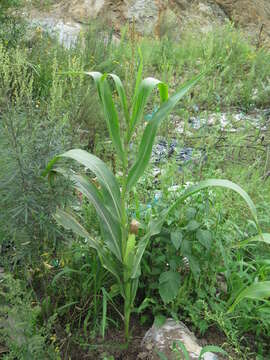 Image of corn