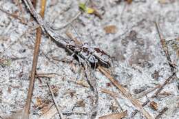 Image of Moustached Tiger Beetle