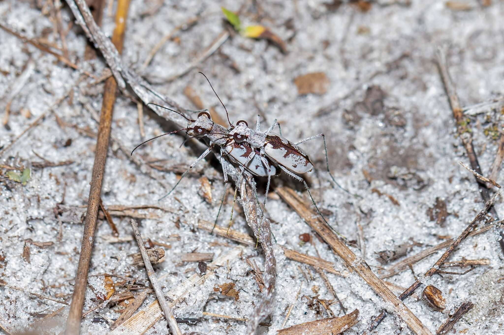 Image of Moustached Tiger Beetle