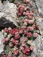 Image of Snake Range buckwheat