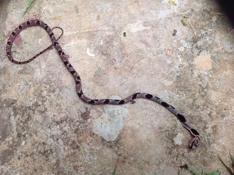 Image of Blandings Tree Snake