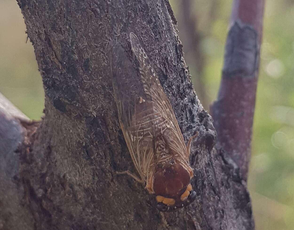 Image de Tryella castanea (Distant 1905)