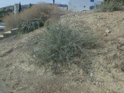 Image of saltbush