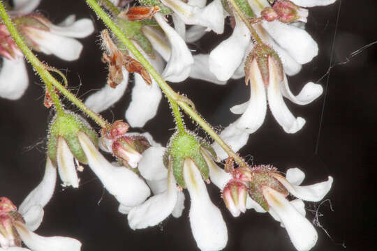 Image of Saxifraga cotyledon L.