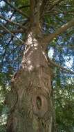 Image of Bald Cypress